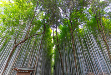 Arashiyama Bamboo Grove or Sagano Bamboo Forest, is a natural forest of bamboo in Arashiyama, landmark and popular for tourists attractions in Kyoto, Japan.