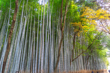 Arashiyama Bamboo Grove or Sagano Bamboo Forest, is a natural forest of bamboo in Arashiyama, landmark and popular for tourists attractions in Kyoto, Japan.