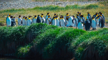 King penguin colony © Luis G. Vergara