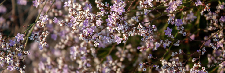 Blooming Kermek flatifolia. Limonium platyphyllum flowers on a sunny day.