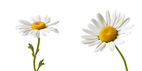 Set of two Chamomile flowers on a transparent background - obrazy, fototapety, plakaty