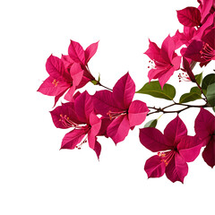 Bougainvillea image isolated on a transparent background PNG photo