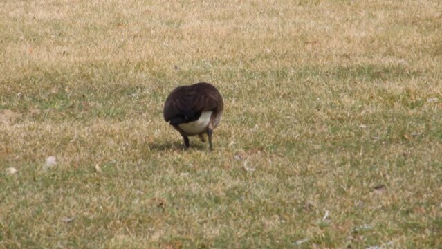 goose grazing in the grass