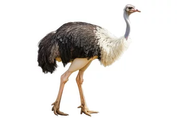 Foto op Canvas ostrich isolated on white background © trimiati
