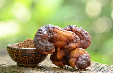 Ganoderma Lucidum Mushroom on wooden background, reishi mushroom Mushroom. background beautiful.
