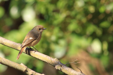 Japanese winter bird with beautiful feathers and cute eyes,Daurian Redstart