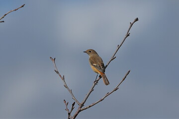 Japanese winter bird with beautiful feathers and cute eyes,Daurian Redstart
