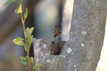 Japanese winter bird with beautiful feathers and cute eyes,Daurian Redstart