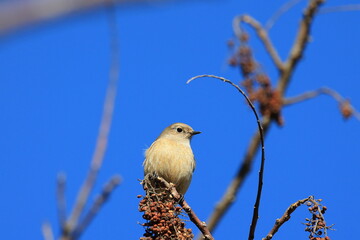 Japanese winter bird with beautiful feathers and cute eyes,Daurian Redstart