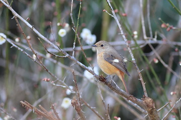 Japanese winter bird with beautiful feathers and cute eyes,Daurian Redstart