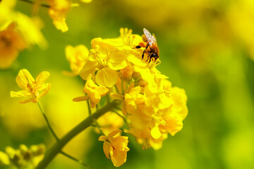 菜の花とミツバチ