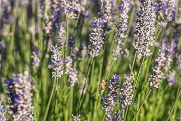 honey bee hovering on a lavender plant on an organic lavender farm in Sonoma County California. High quality photo