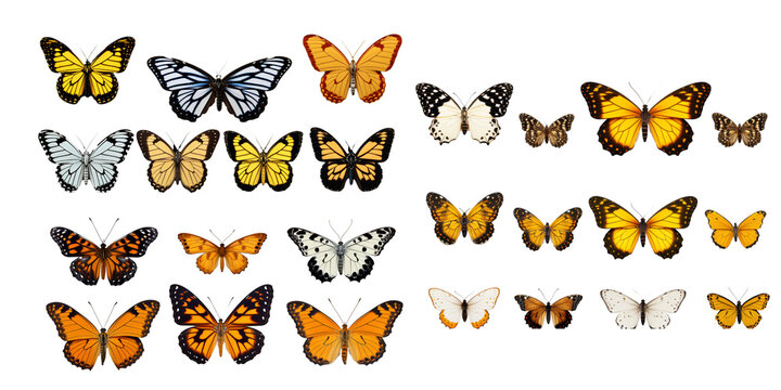 Collection of butterfly isolated on a white background as transparent PNG