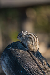 シマリスのおしり