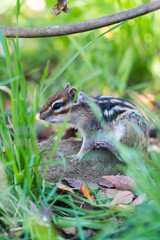 準備万端のシマリス