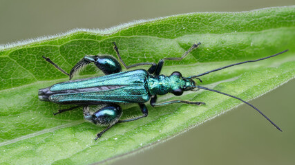Männlicher Grüner Scheinbockkäfer - Oedemera nobilis