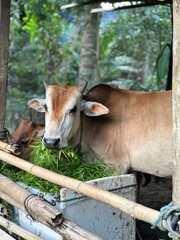 cow in the farm