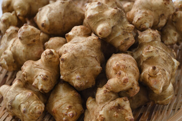 日本の伝統野菜　菊芋（キクイモ、きくいも）
Japanese traditional vegetable Kikuimo 