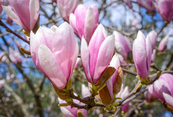 A pair of unblown light pink magnolia flowers on a blurred background