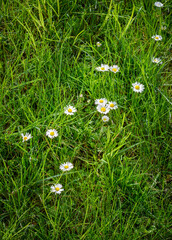 Several small white flowers against a background of green grass