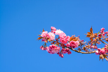Branch with pink blossoming sakura on a background of blue sky