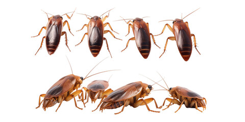 Collection of cockroach isolated on a white background as transparent PNG