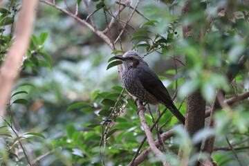 Red-eared Bulbul that prospers around Japan and lives strongly next people