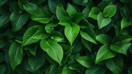 Foliage background full of green tropical leafs in various shades of green.jpeg
