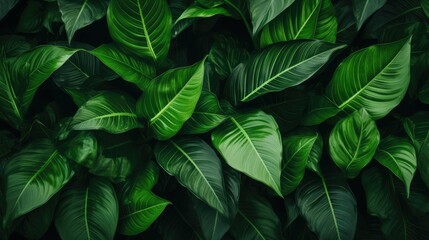  Group background of light green tropical leaves.jpeg