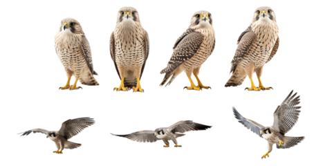 Collection of falcon isolated on a white background as transparent PNG