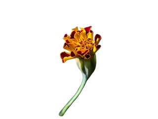 The white background in the picture is the bud of an orange marigold, the petals are double-sided. The outside is light orange, the inner petals are dark orange with a roasted green peel covering them