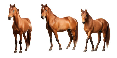 Collection of brown horse isolated on a white background as transparent PNG - Powered by Adobe