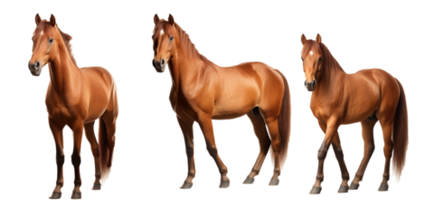 Collection of brown horse isolated on a white background as transparent PNG