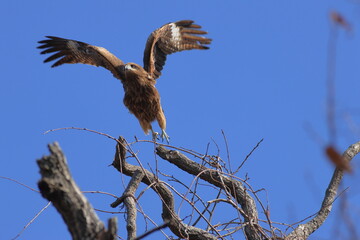 The most familiar hawk,Black Kite © 徹志 山賀
