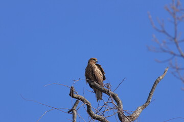 The most familiar hawk,Black Kite © 徹志 山賀