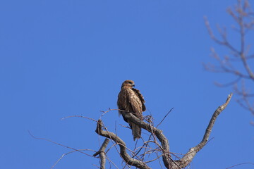 The most familiar hawk,Black Kite