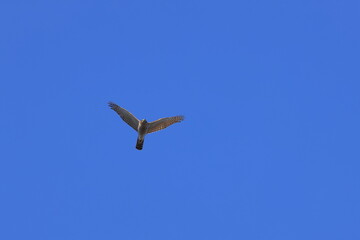Eurasian Sparrowhawk looking for prey
