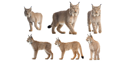 Collection of bobcat isolated on a white background as transparent PNG - obrazy, fototapety, plakaty