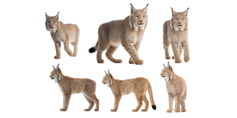 Collection of bobcat isolated on a white background as transparent PNG