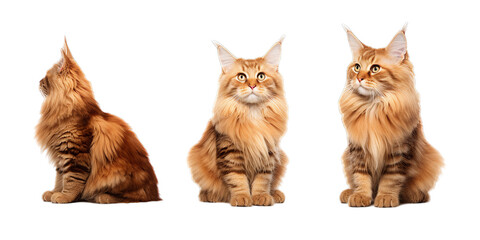 Collection of maine coon cat isolated on a white background as transparent PNG