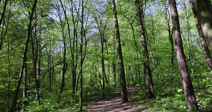 trees with the first foliage in the forest in the spring season, the first foliage on trees in the spring season