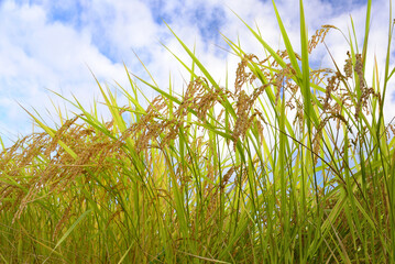 輝く稲穂「魚沼産コシヒカリ」