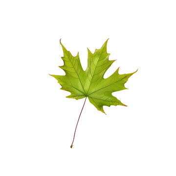 A single maple leaf isolated on transparent background