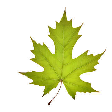Green maple leaf on a transparent background, png