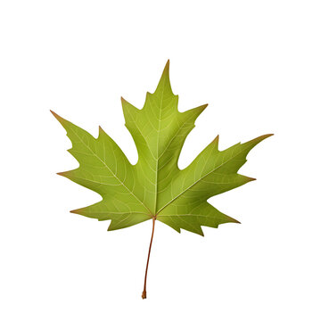 Maple leaf on a transparent background, png