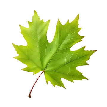 Maple leaf over isolated background