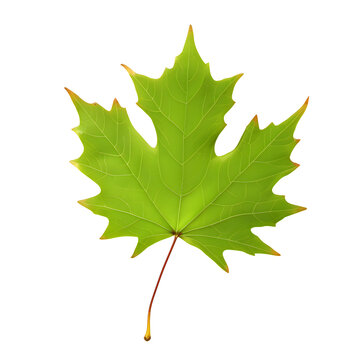 Green maple leaf isolated on white