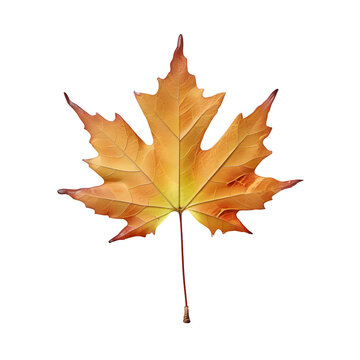 Orange autumn maple leaf isolated on white