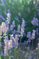 Honeybees hovering on organic lavender in the late afternoon glowing sun with solar flare . High quality photo