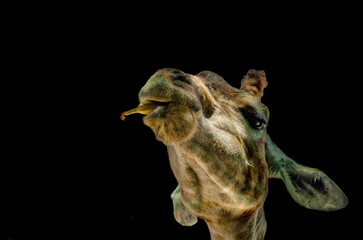 A giraffe's head with a banana on a black background.